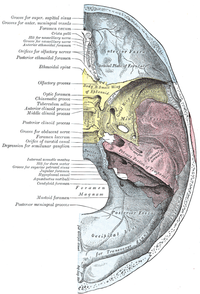 foramen lacerum