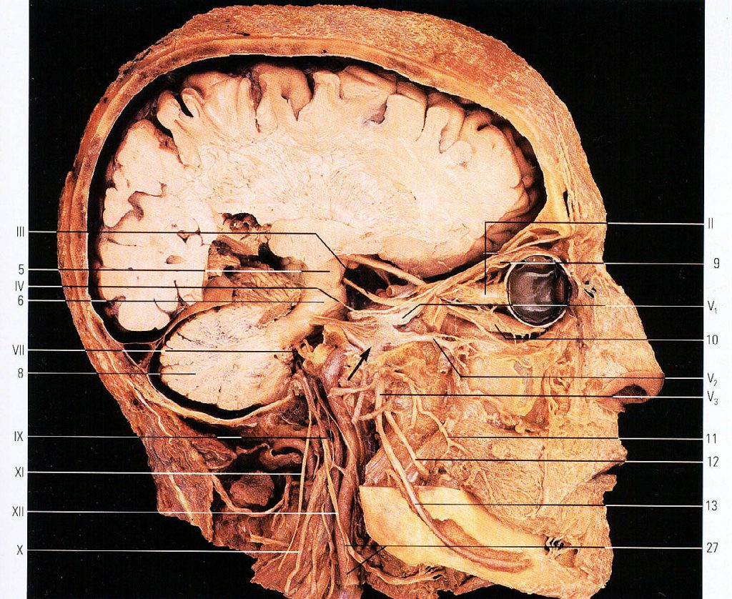 kak_uchit_anatomiu_golovy_i_schei