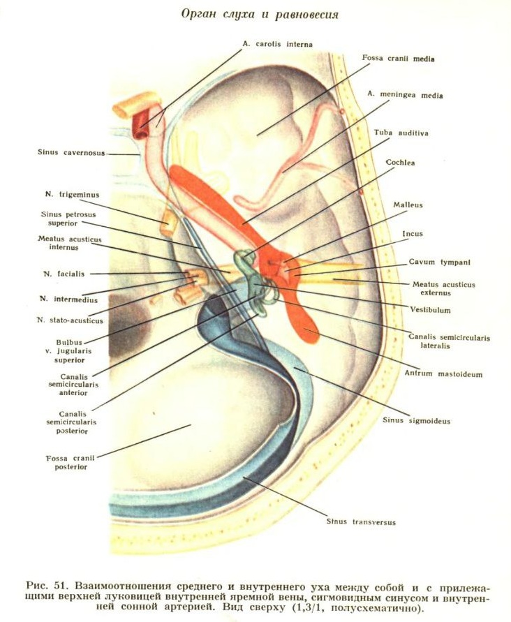 kamenistaya_chast_vnutrennej_sonnoj_arterii