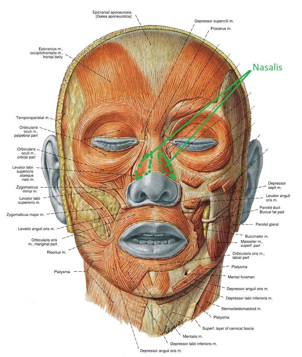 Носовая мышца анатомия