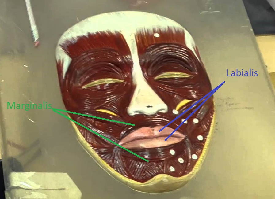 Круговая мышца рта и две её части