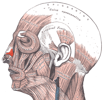 Мимические мышцы лица - носовая мышца