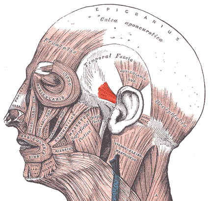 Передняя ушная мышца