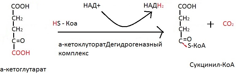 Цикл Кребса формулы
