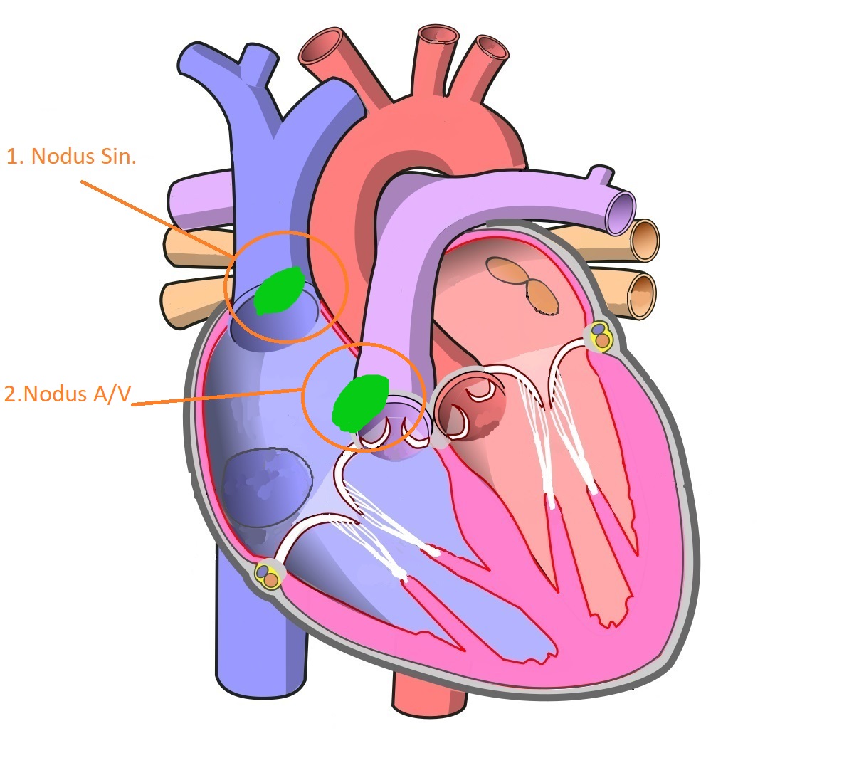 Анатомия проводящей системы сердца