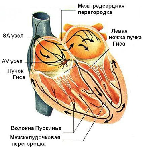 Анатомия сердца проводящая система