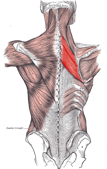 мышцы спины анатомия функции