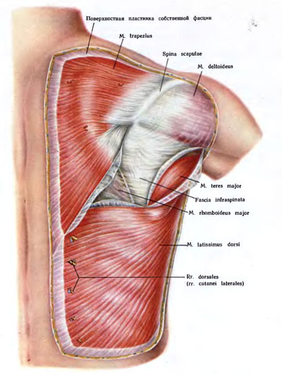мышцы спины анатомия человека