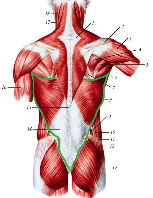 широчайшая мышца спины анатомия