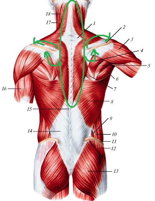 мышцы спины анатомия атлас