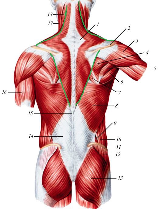 мышцы спины анатомия таблица