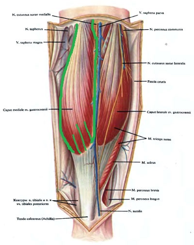 ikronojnaia_myshca - anatomia