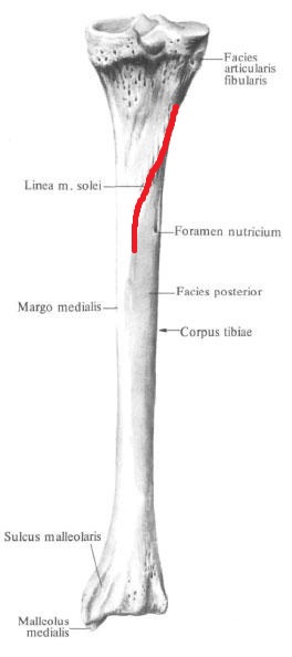 linia_kambalovidnoj_myshcy_anatomia