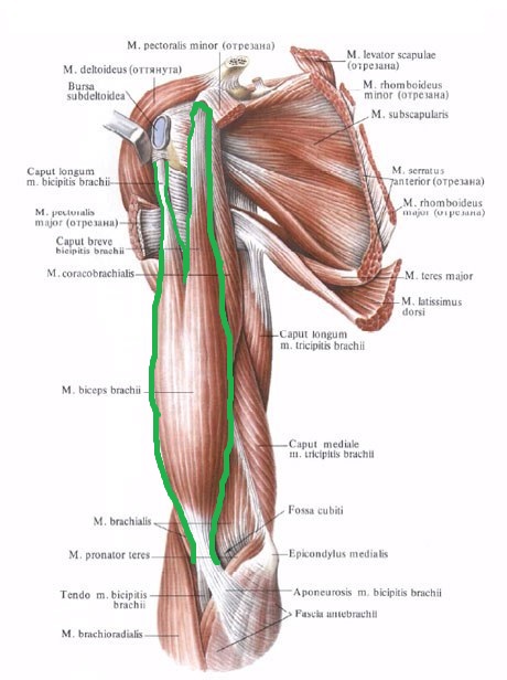 anatomia_bicepsa