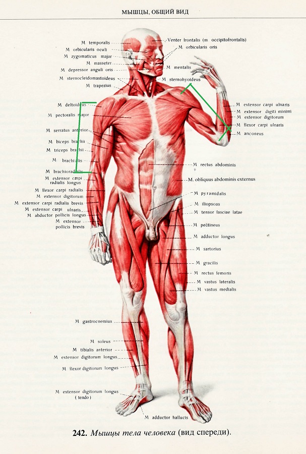 anatomia_myshc_plecha