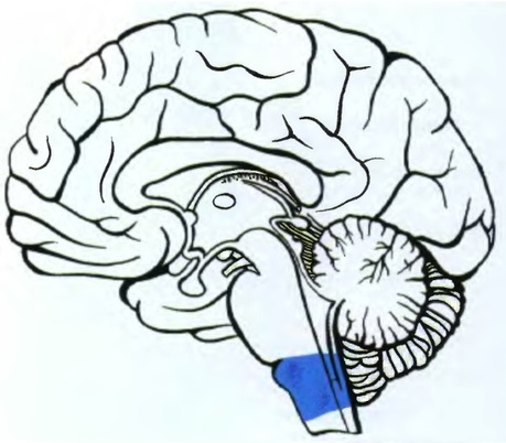 anatomia_prodolgovatogo_mozga