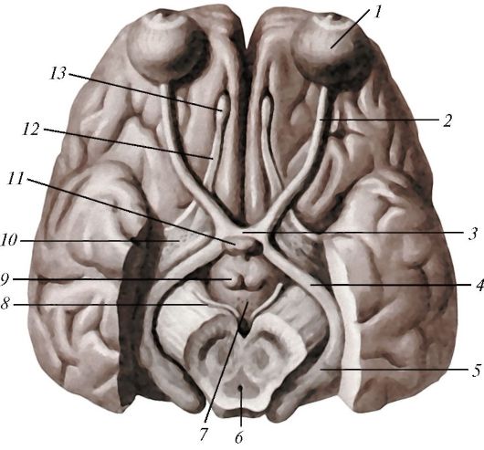 anatomia_hypothalamusa