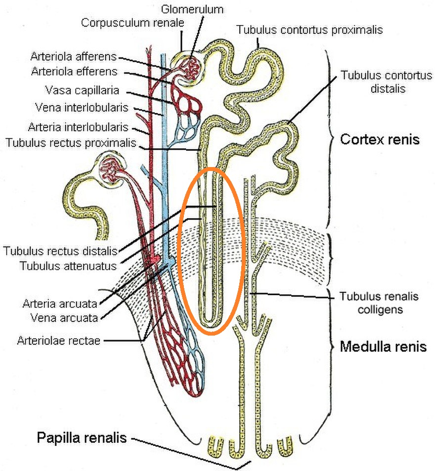 petlya_genle_v_anatomii