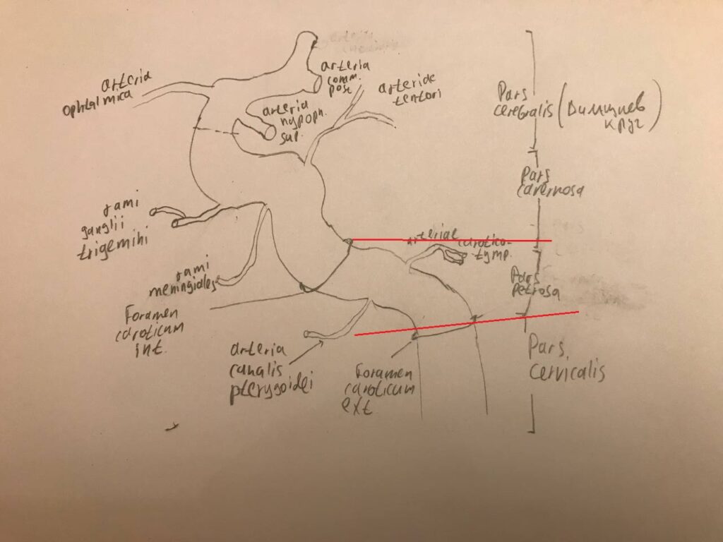 vetvi_vnetrennej_sonnoj_arterii