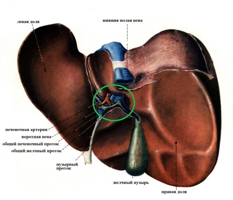 Печень схема человека