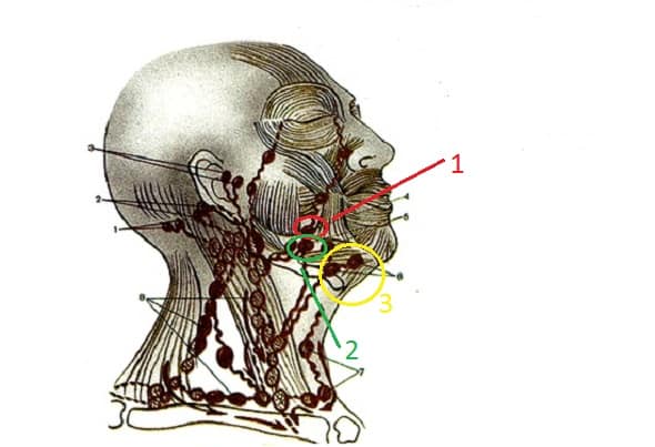 Узлы на затылке. Околоушные лимфоузлы расположение анатомия. Лимфатическая система головы. Лимфатическая система лица анатомия. Лимфоузлы головы и шеи анатомия.