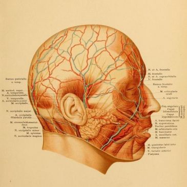 Топографическая анатомия головы, часть 1