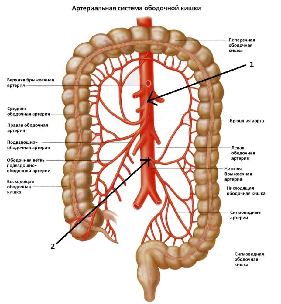 Кровоснабжение ободочной кишки анатомия