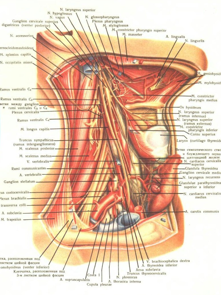 Анатомическое строение шеи спереди