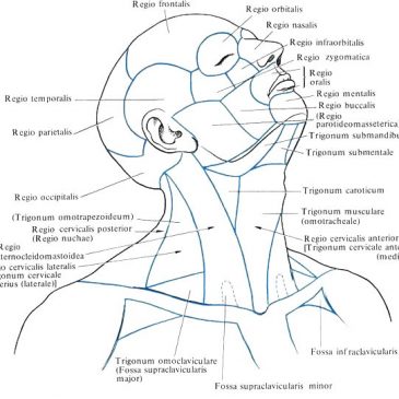 Топографическая анатомия шеи