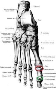 anatomia_stopy_falangi