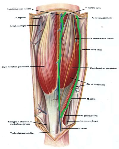 Груберов канал. Canalis cruropopliteus анатомия. Голеноподколенный канал нерв. Мышцы антагонисты икроножной мышцы.
