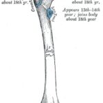 Анатомия бедренной кости и надколенника