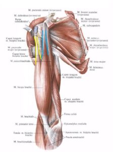 anatomia_bicepsa1