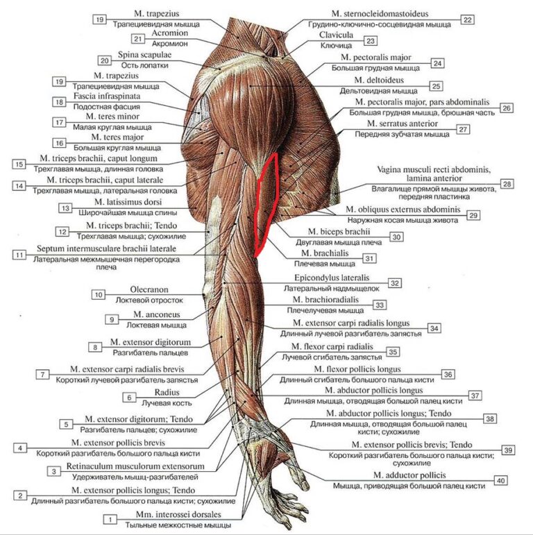 Плечевая мышца фото