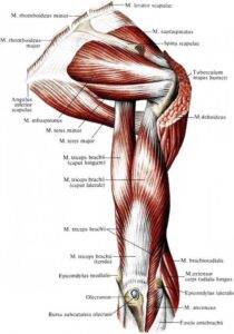 triceps_anatomia