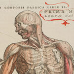 Анатомия мышц шеи, часть 2