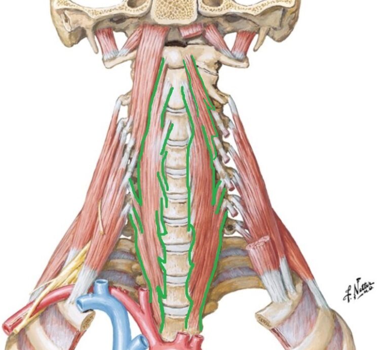 Кивательная мышца шеи расположение фото