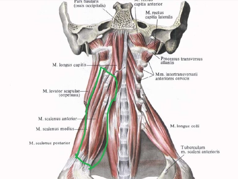 Мышцы шеи сзади фото