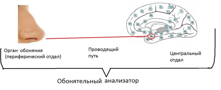 Схема строения органа обоняния гистология