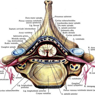 Анатомия спинного мозга, часть 1