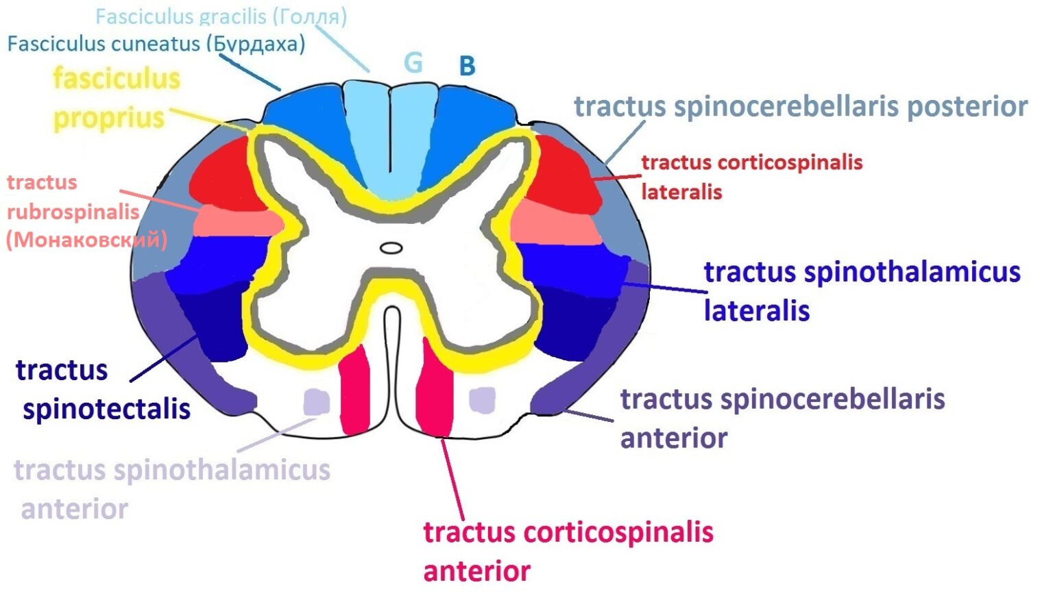 Красноядерно спинномозговой путь схема
