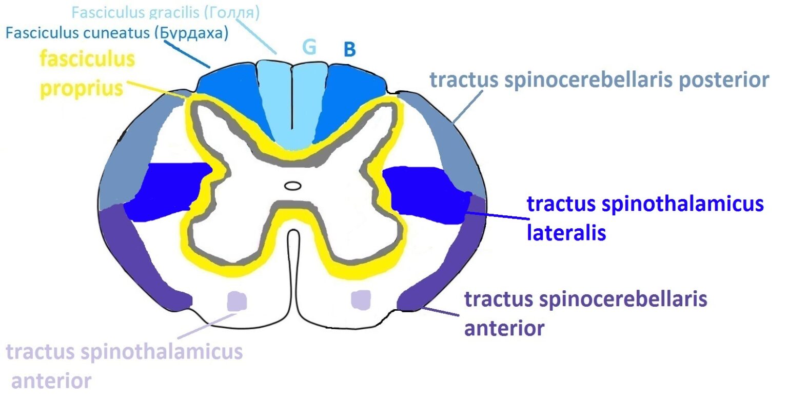 Латеральный спиноталамический. Tractus spinothalamicus lateralis. Спиноталамический путь схема. 2 Части спиноталамического тракта. Палеоспинно-таламические пути Антеро-латеральной системы.