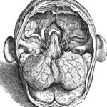 Анатомия продолговатого мозга