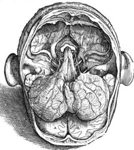 anatomia_prodolgovatogo_mozga