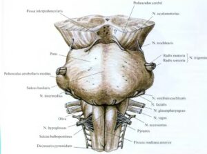 anatomia_mosta_mozga