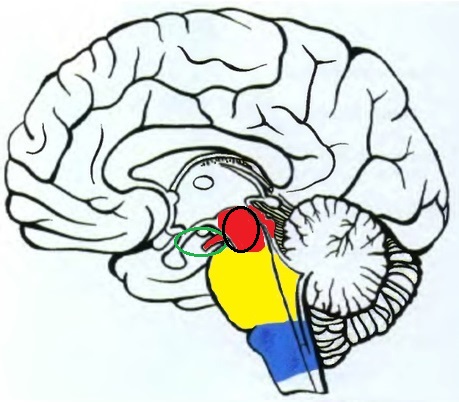 Мозги на ножках. Межножковая ямка среднего мозга анатомия. Вентральный и дорсальный мозг. Ножка мозга. . Средний мозг. Роль среднего мозга в процессах саморегуляции функций.