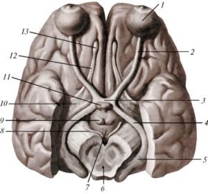 anatomia_hypothalamusa
