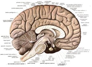 anatomia_mozga