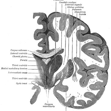 Анатомия промежуточного мозга, часть 2
