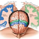 Анатомия конечного мозга, часть 2